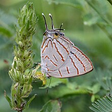 Hemiolaus caeculus caeculus.jpg