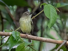 Hemitriccus iohannis - Tody-Tyrant از یوهانس ؛ کروزیرو دو سول ، آکره ، برزیل.jpg