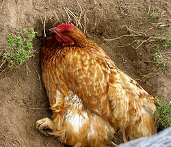 A hen performing normal dustbathing Hen dustbathing.jpg