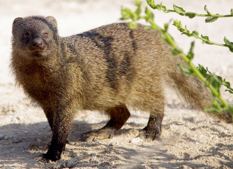 Egyptian mongoose - Wikipedia