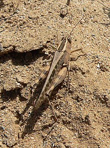 Heteracris annulosa femelle.jpg