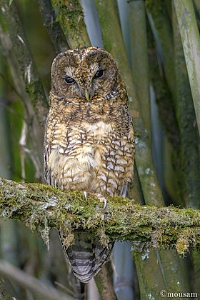 Himalayan Wood Owl.jpg