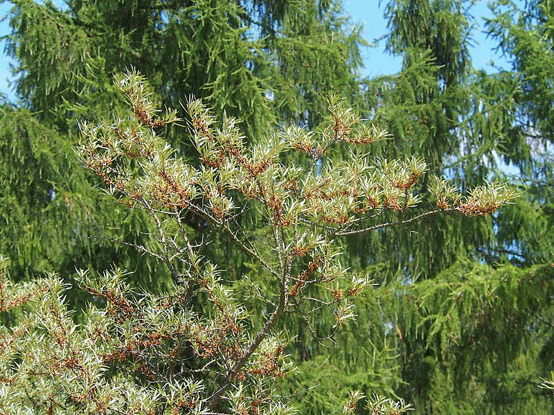 File:Hippophae rhamnoides Rokitnik zwyczajny 2023-06-25 05.jpg