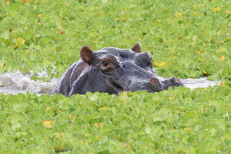 File:Hippopotamus Mikumi.jpg