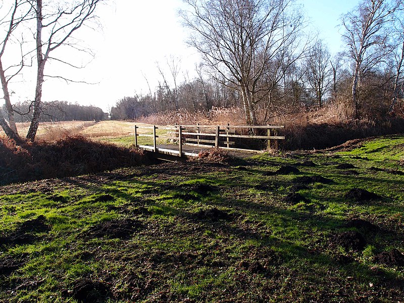 File:Holme Fen National Nature Reserve - geograph.org.uk - 3315272.jpg