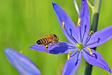 Camas flower