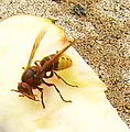 Hornisse (Vespa crabro germana) auf Apfelstück