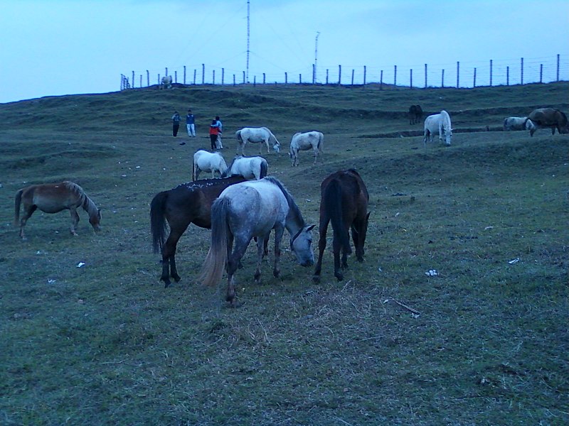 File:Horse at Batase Danda.jpg