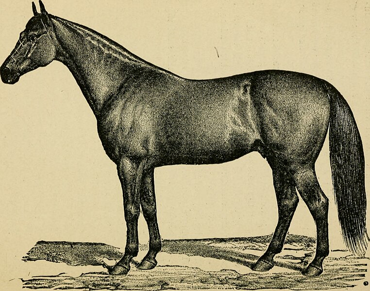 File:How to handle and educate vicious horses (1906) (14781375731).jpg