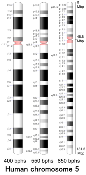 File:Human chromosome 05 - 400 550 850 bphs.png