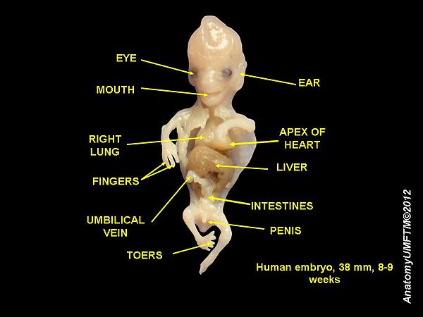 Parts of a human embryo