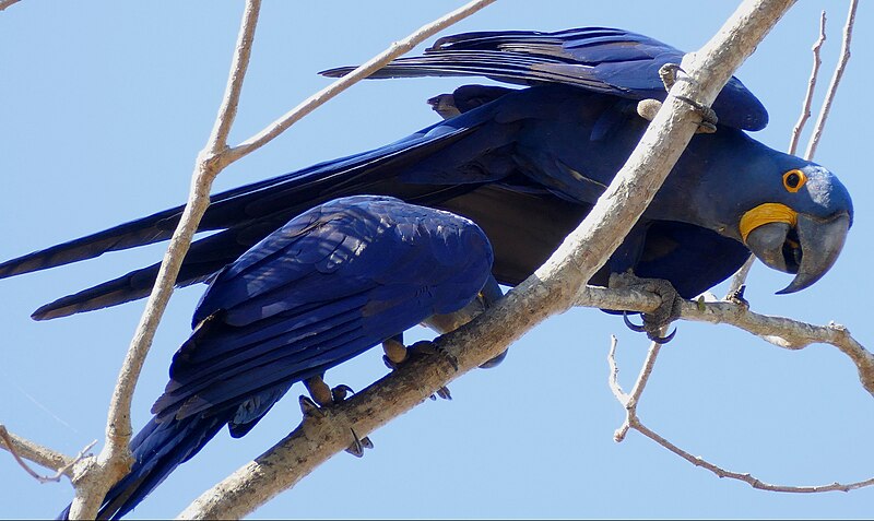 File:Hyacinth Macaws (Anodorhynchus hyacinthinus) - 48180572252.jpg