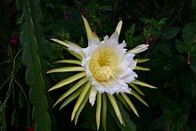 Hylocereus undatus00.jpg 