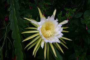 Hylocereus undatus00.jpg