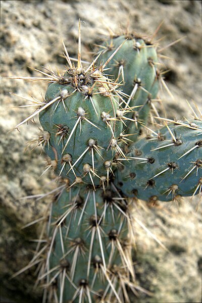 File:IMG 3327-Miqueliopuntia miquelii.jpg