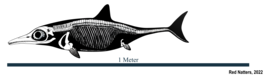 Ichthyosauridae