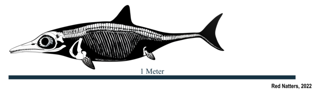 Ichthyosauridae