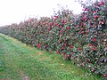 Miniatuur voor Bestand:Idared Espalier1.jpg