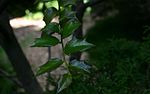 Ilex-pernyi-leaves.JPG