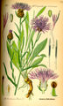 Abbildung der Wiesen-Flockenblume aus Flora von Deutschland, Österreich und der Schweiz von Otto Wilhelm Thomé (1885)