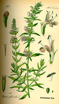 Illustration_Hyssopus_officinalis0.jpg