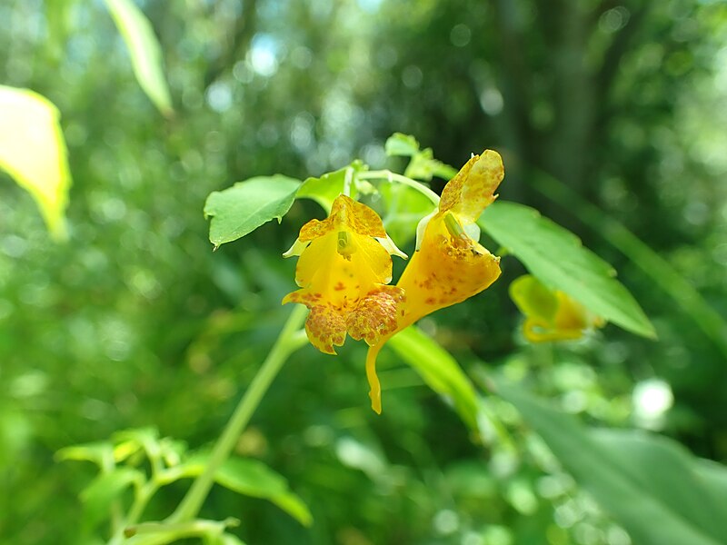 File:Impatiens aurella - pale yellow touch-me-not - 53071811178.jpg