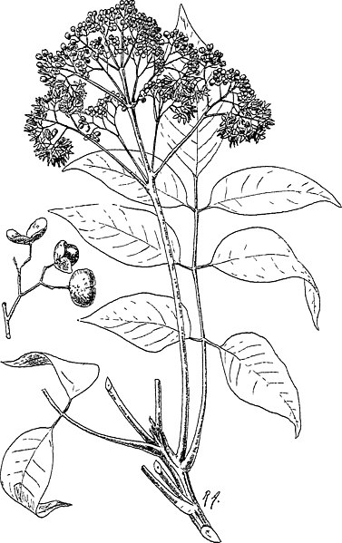 File:Indian trees - an account of trees, shrubs, woody climbers, bamboos, and palms indigenous or commonly cultivated in the British Indian Empire (1906) (20618456748).jpg