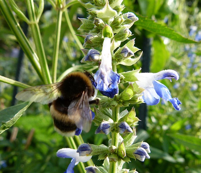 File:Insect on a flower a1.jpg