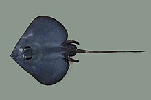 Insentiraja Subtilispin (Western Looseskin Skate) InsentirajaSubtilispinCSIRO.jpg