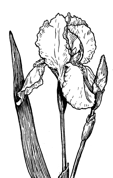 File:Iris - Plant (PSF).png