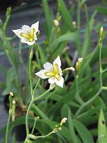 Iris dichotoma Iris dichotoma white - Flickr - peganum.jpg
