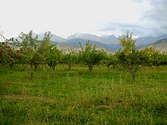 Pe văi se cultivă diferite tipuri de fructe, cum ar fi acești meri.