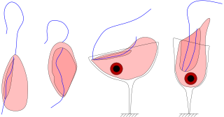 <i>Reclinomonas</i> Genus of basal eukaryotes