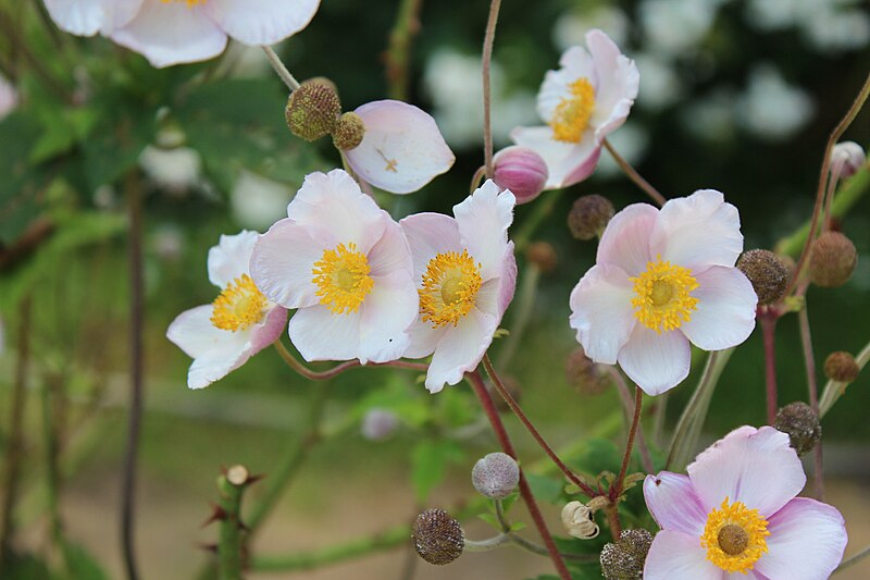 File:Japanese anemone japanische herbst-anemone 2.jpg