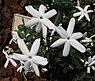 Jasmijn (Jasminum)