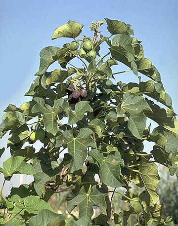 Jatropha curcas