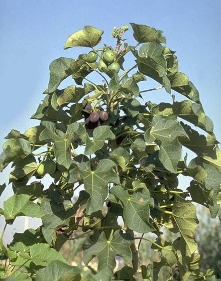 Jatropha curcas is to be grown for biofuel production