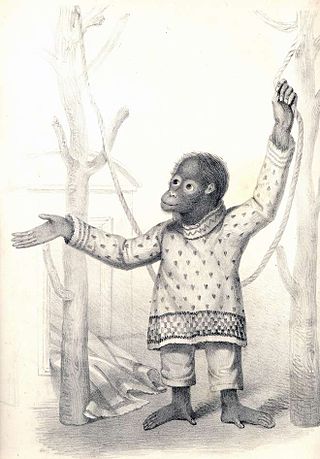 <span class="mw-page-title-main">Jenny (orangutan)</span> Orangutan kept in captivity in London Zoo during the 1830s