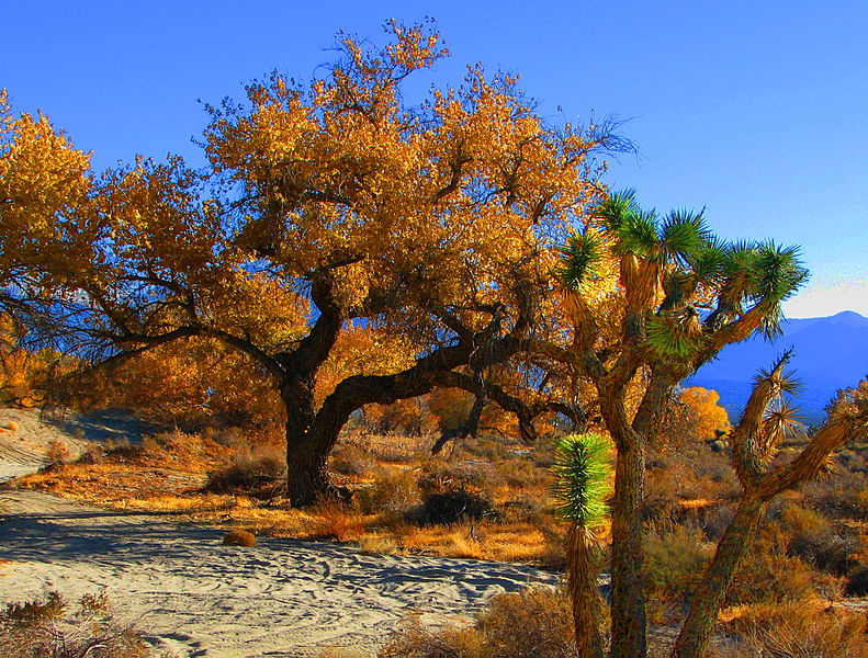 File:Joshua Tree in Fall (4161036041).jpg