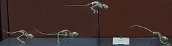 Lesser Egyptian Jerboa skeletons mounted to show a sequence of jump movements, Museum national d'histoire naturelle, Paris Jumping Jerboa.jpg