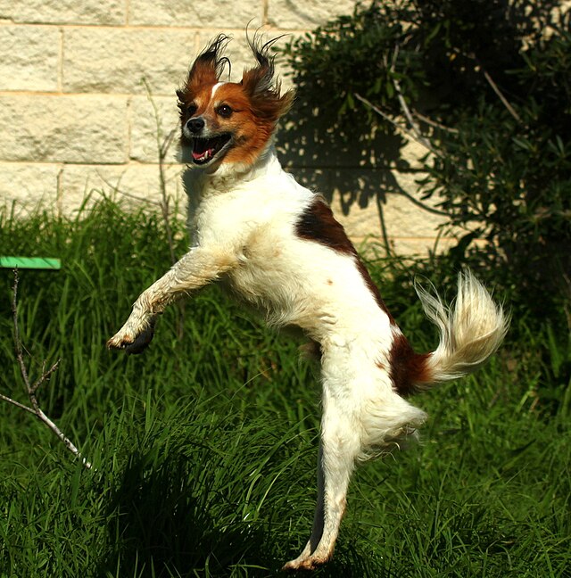 Archivo:Parque público para perros, Curridabat.jpg - Wikipedia, la  enciclopedia libre