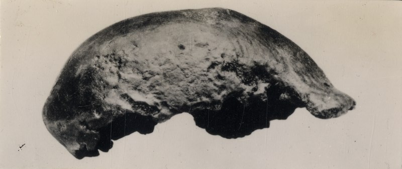 File:KITLV A1356 - Schedel van een Pithecanthropus, gevonden in Nederlands-Indië, KITLV 122964.tiff