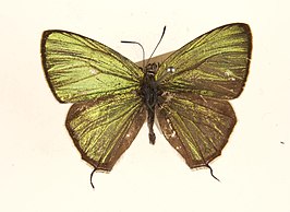 Chrysozephyrus niitakanus