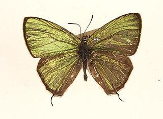 <i>Chrysozephyrus kabrua</i> Species of butterfly