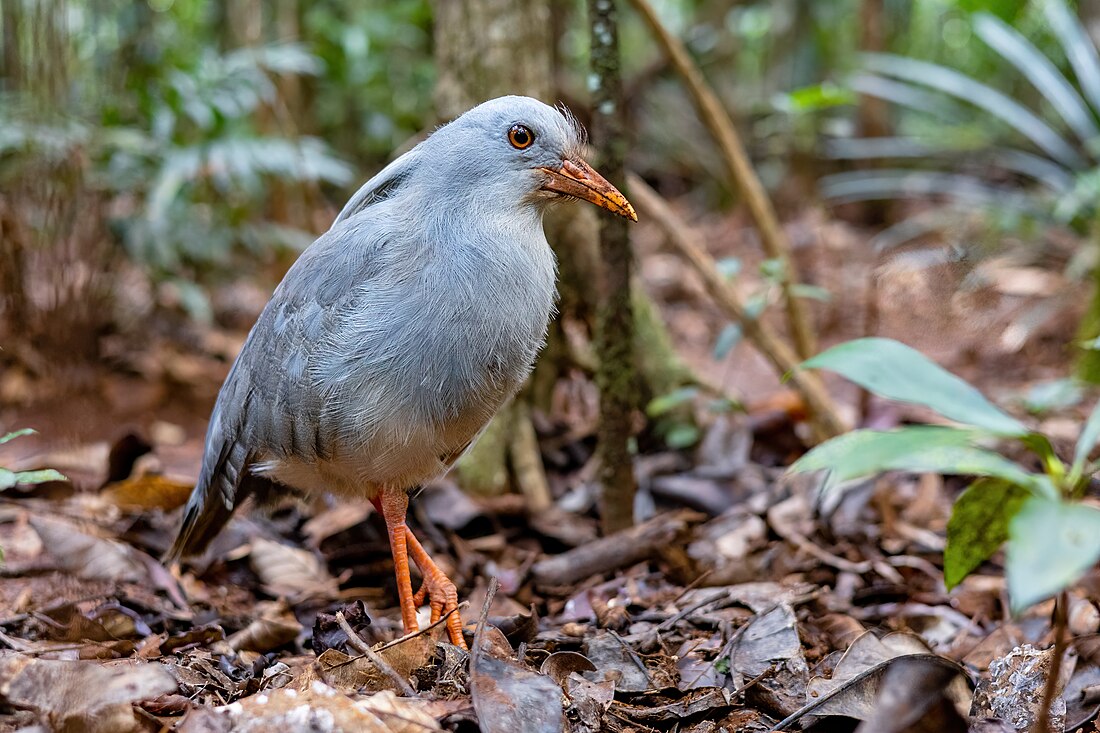 Rhynochetos jubatus