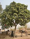Kaim (Mitragyna parviflora)- Young tree W IMG 1229.jpg