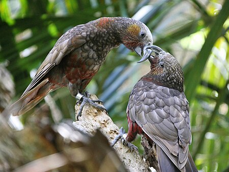 Parrot New Zealand