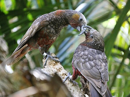 Kaka-Parrots.jpg