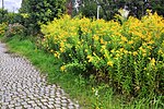 Solidago canadensis (Canada goldenrod) Kanadische Goldrute, Solidago canadensis - Invasives Unkraut.jpg