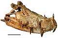 December 25: Kaprosuchus saharicus skull. Scale bar: 10 cm.